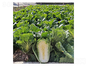 �����-�ײ˷N��-��Ļ��