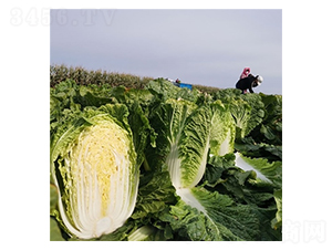 ��������-�ײ˷N��-��Ļ��