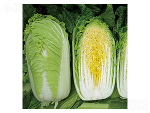 ����-�ײ˷N��-��Ļ��