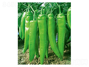 ِ�S��̖-�����N��-�wِ�w