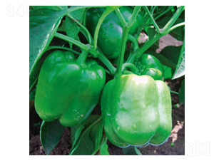 ِ����̖-�𽷷N��-�wِ�w