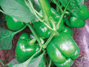 ����-�𽷷N��-�wِ�w