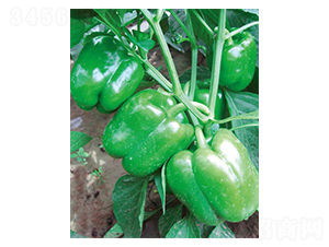 ِ����̖-�𽷷N��-�wِ�w