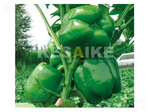 ����-�𽷷N��-�wِ�w