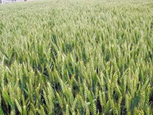 �A��3366-С���N��-�|���r(n��ng)�I(y��)