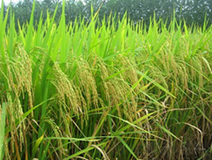 II��(y��u)48-ˮ���N��-����N�I(y��)