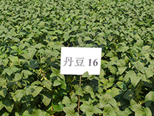 ����16̖(h��o)-�󶹷N��-����N�I(y��)