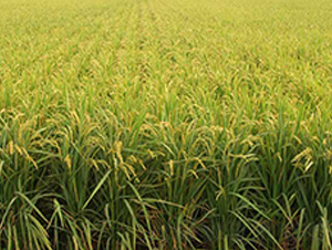 ����7̖(h��o)-ˮ���N��-����N�I(y��)