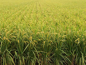 ����10̖(h��o)-ˮ���N��-����N�I(y��)