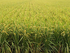 ����18̖(h��o)-ˮ���N��-����N�I(y��)