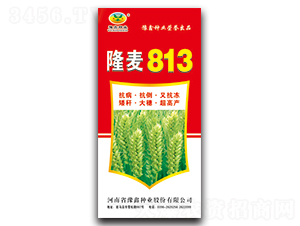 ¡��813-С���N��-ԥ�ηN�I(y��)