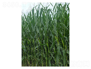 �N�����A798-���׷N��-�N�ǷN�I(y��)