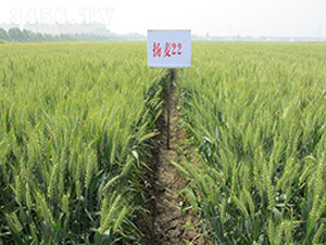 �P(y��ng)��22-С���N��-������