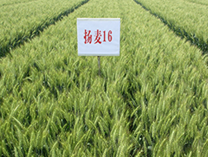 �P(y��ng)��16-С���N��-������