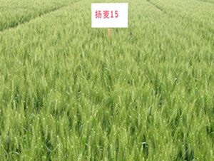 �P(y��ng)��15-С���N��-������