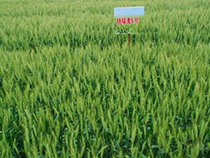 �P(y��ng)ݗ��5̖-С���N��-������