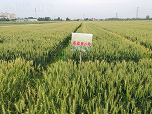 �P(y��ng)ݗ��4̖-С���N��-������