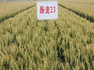 �P(y��ng)��23-С���N��-������