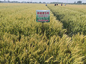 �P(y��ng)ݗ��8̖-С���N��-������