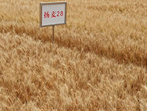 �P(y��ng)��28-С���N��-������