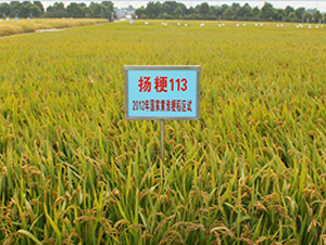 �P(y��ng)��113-ˮ���N��-������