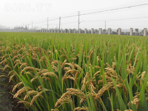 �P(y��ng)��103-ˮ���N��-������