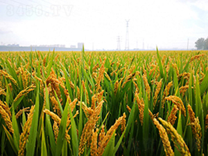 �P(y��ng)��3012-ˮ���N��-������