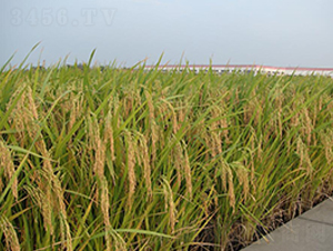 �P(y��ng)�Ƀ�(y��u)013-ˮ���N��-������