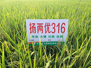 �P(y��ng)�Ƀ�(y��u)316-ˮ���N��-������