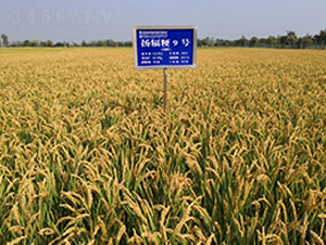 �P(y��ng)ݗ��9̖(h��o)-ˮ���N��-������