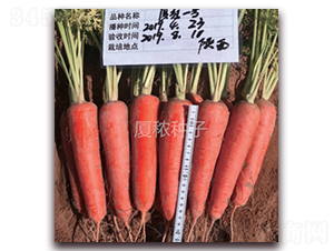 �B�tһ̖-���}���N��-�B���r(n��ng)�I(y��)