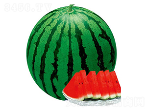 ����������-���ϷN��-�A�r(n��ng)�N�I(y��)