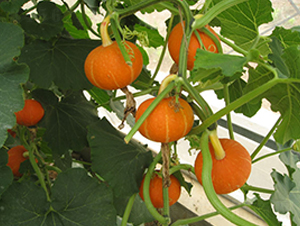 ��������-�ϹϷN��-���y�ϲ�