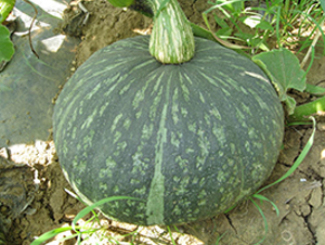 ���y�G�@-�ϹϷN��-���y�ϲ�