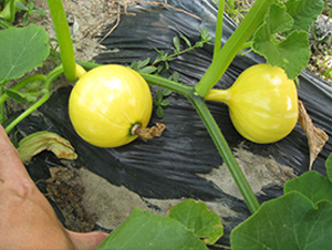 ������̖(h��o)-�ϹϷN��-���y�ϲ�