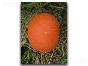 ������̖(h��o)-�ϹϷN��-���y�ϲ�