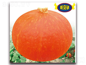 ���ζ�̖(h��o)-�ϹϷN��-���y�ϲ�