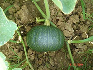 �ھ���̖(h��o)-�ϹϷN��-���y�ϲ�