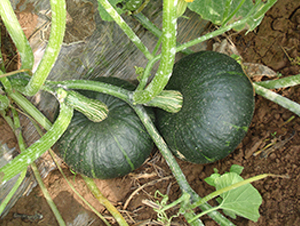 �ھ�һ̖(h��o)-�ϹϷN��-���y�ϲ�