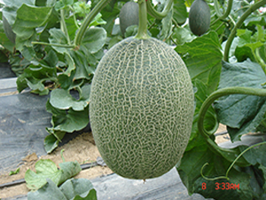 ������17̖(h��o)-��ϷN��-���y�ϲ�