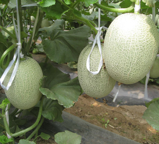 ������5̖(h��o)-��ϷN��-���y�ϲ�