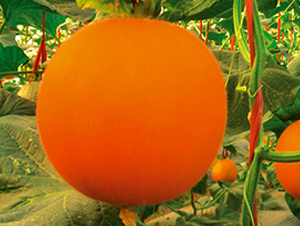 ������12̖(h��o)-��ϷN��-���y�ϲ�