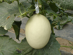 ������10̖(h��o)-��ϷN��-���y�ϲ�