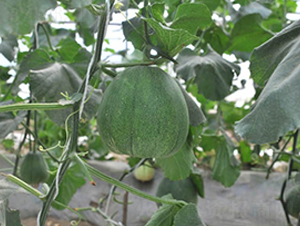 ������15̖(h��o)-��ϷN��-���y�ϲ�