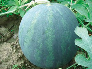 ���y��-���ϷN��-���y�ϲ�