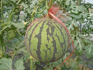 �S����-���ϷN��-���y�ϲ�