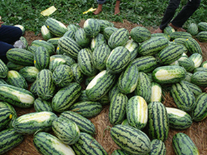 �μ���-���ϷN��-���y�ϲ�