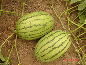 ������-���ϷN��-���y�ϲ�