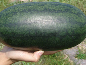 ������-���ϷN��-���y�ϲ�