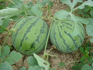 ����ؐ-���ϷN��-���y�ϲ�